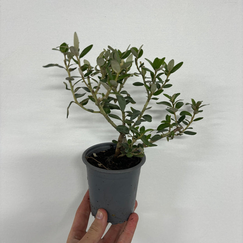 Olearia x Haastii (Daisy Bush) 9cm - Home & Garden > Plants > Indoor & Outdoor Plants > Bushes & Shrubs > Shrubs