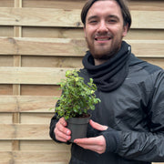 Pittosporum tenuifolium 'Gold Star' 9cm / 5L Ball -