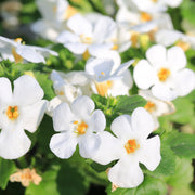 Bacopa White (9cm Growers Pot) -