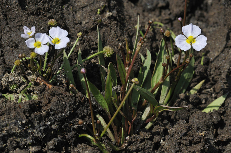 Baldellia ranunculoides (Lesser water plaintain) - MP010 Packs
