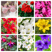 Summer Bedding Mix 3 x 13.5cm Pots -