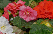 Begonia 'Non-Stop' | Tray of 6 Mixed Plants -