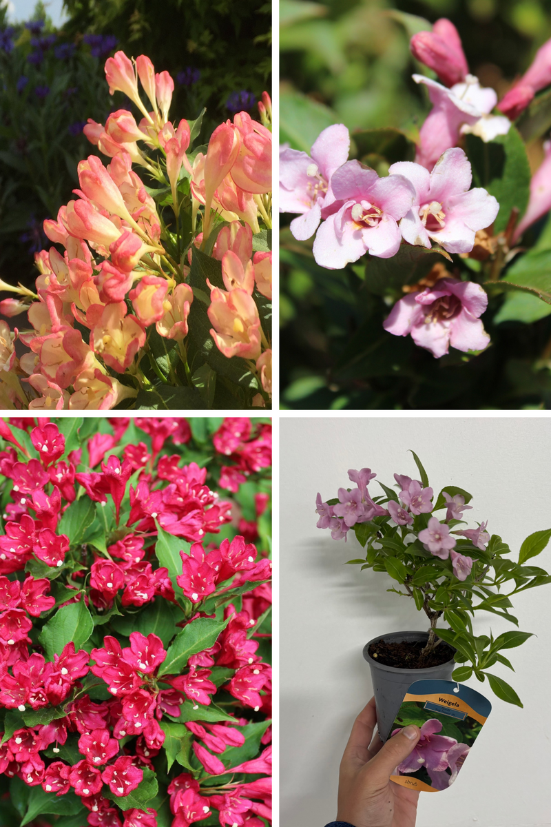 3 x Mixed Weigela 9cm - Home & Garden > Plants > Indoor & Outdoor Plants > Bushes & Shrubs