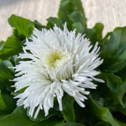 Bellis Daisy Perennial - White 1.5L -