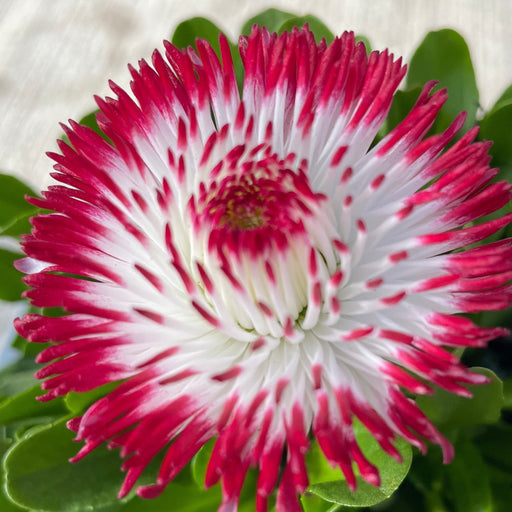 Bellis Perennial - White with Red Tips - 1.5L -