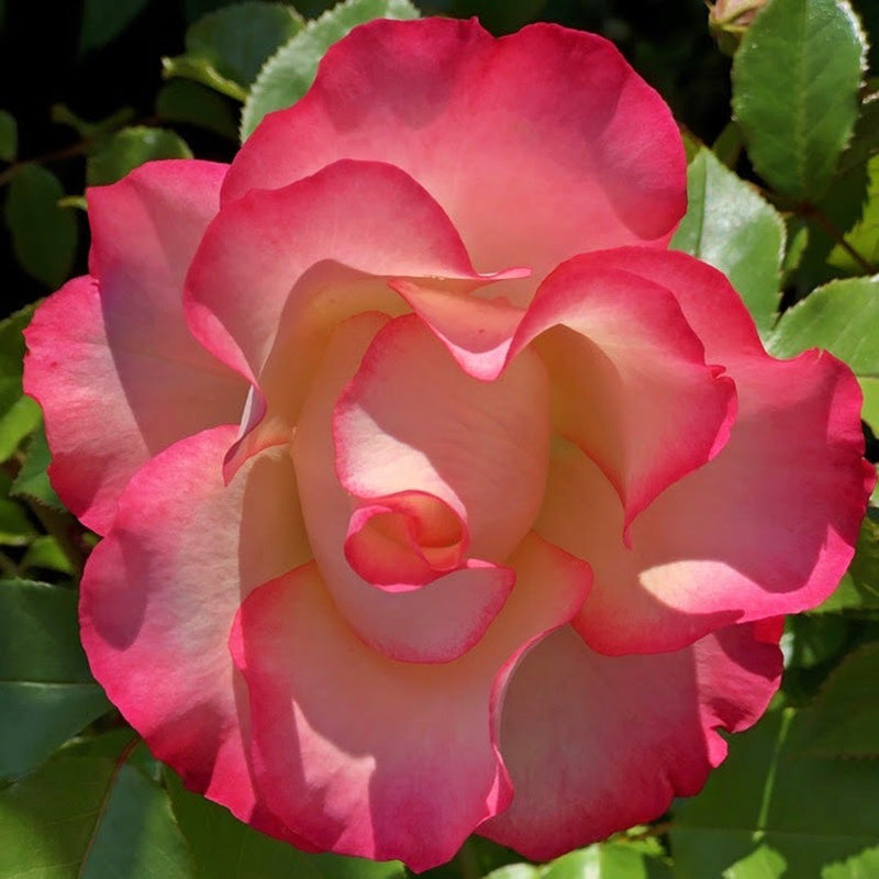 Rose Birthday Girl ‘Meilasso’ | Floribunda Rose | 4L Potted Rose (PRE ORDER DECEMBER '25) -