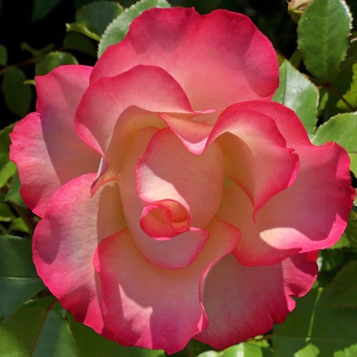Rose Birthday Girl ‘Meilasso’ | Floribunda Rose | 4L Potted Rose (PRE ORDER DECEMBER '25) -