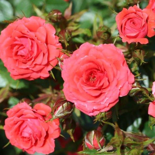 Rose Birthday Wishes | Patio Rose | 4L Potted (PRE ORDER DECEMBER '25) -