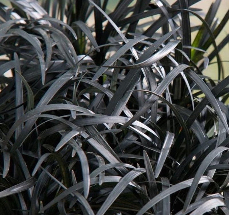 Ophiopogon planiscapus Nigrenscens 'Black Mondo Grass' 2L -
