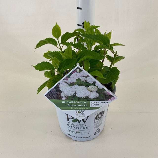 Dwarf Hydrangea arborescens BellaRagazza 'Blanchetta' 3L -