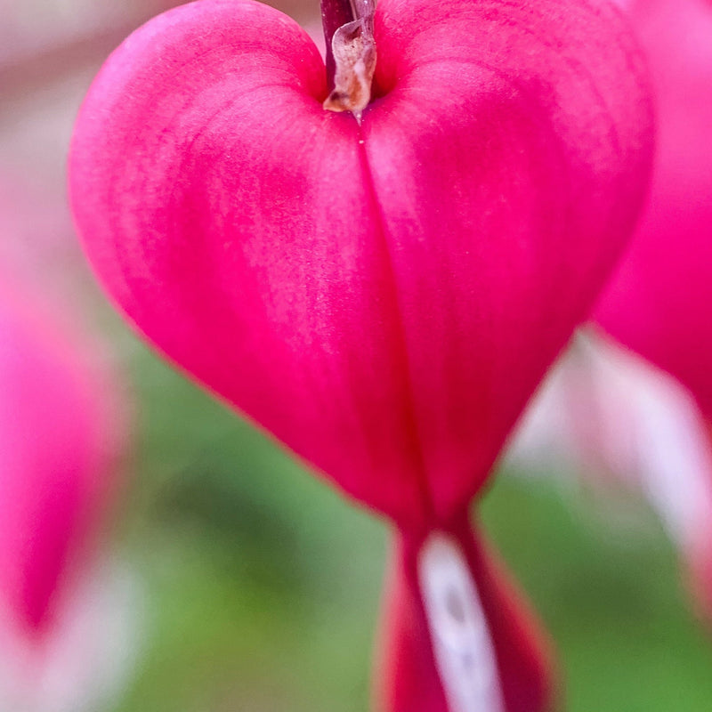 Dicentra Spectabilis 'Bleeding Heart' Pink (6cm - 2L) -