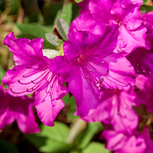 Azalea japonica 'Blue Danube' 9cm / 2L -