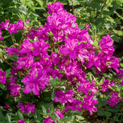 Azalea japonica 'Blue Danube' 9cm / 2L -