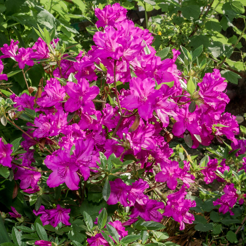 Azalea japonica 'Blue Danube' 9cm / 2L -