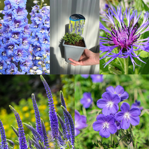SPECIAL OFFER: Mix of 5 Blue Perennials -