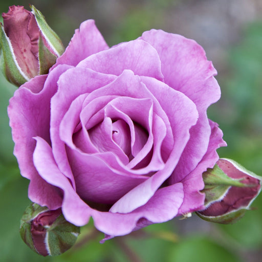 Twice in a Blue Moon Rose | Hybrid Tea | 4L Potted Rose (PRE ORDER DECEMBER '25) -