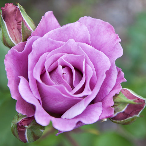 Blue Moon Rose | Hybrid Tea | 4L Potted Rose (PRE ORDER DECEMBER '25) -