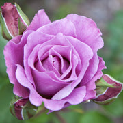 Blue Moon Rose | Climbing Rose | 4L Potted Rose (PRE ORDER DECEMBER '25) -