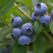 Vaccinum - Blueberry - Goldtraube 2L -