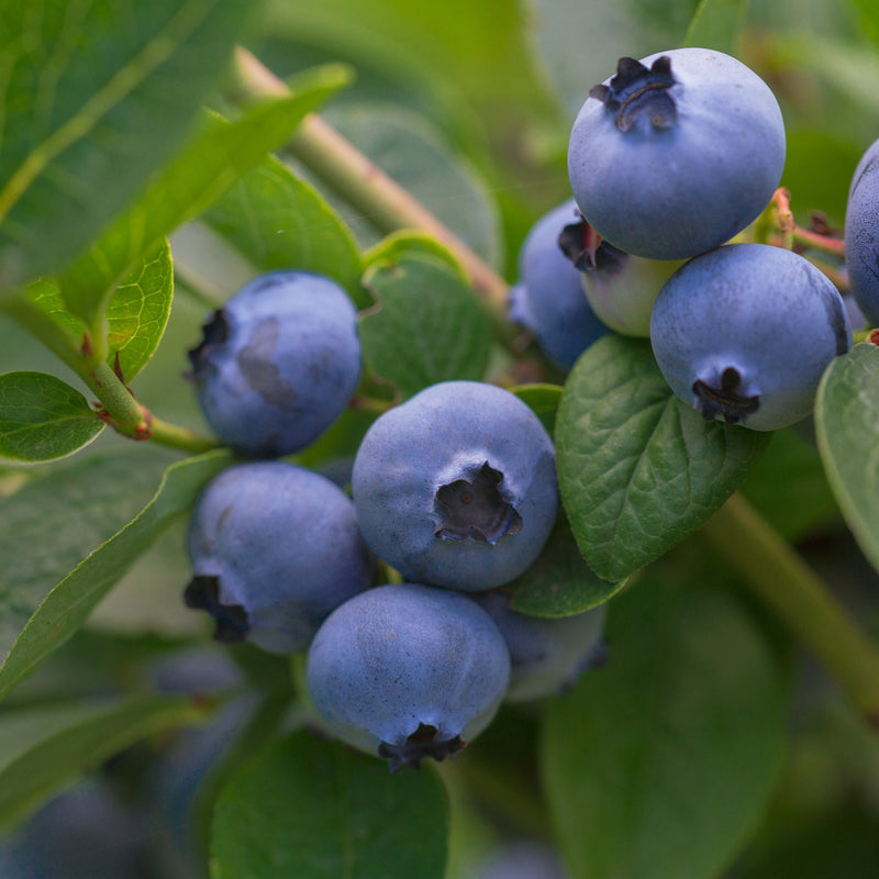 Vaccinum - Blueberry - Goldtraube 2L -