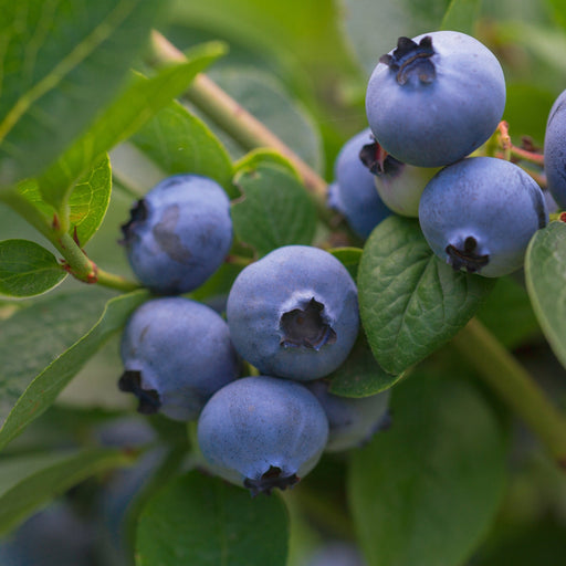 Vaccinum - Blueberry - Goldtraube 2L -