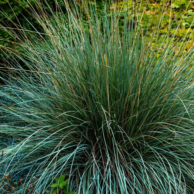 Blue Grass - Festuca Elijah Blue -