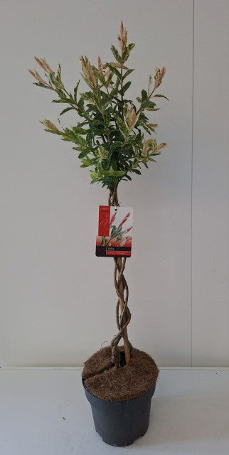 Salix intergra 'Hakuro - Nishiki' Flamingo Dwarf Willow Tree BRAIDED -