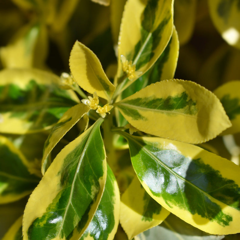 Euonymus japonicus 'Bravo' 9cm / 3L -