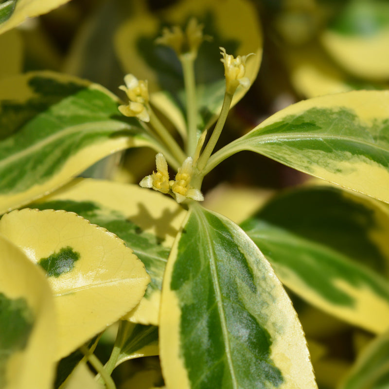 Euonymus japonicus 'Bravo' 9cm / 3L -