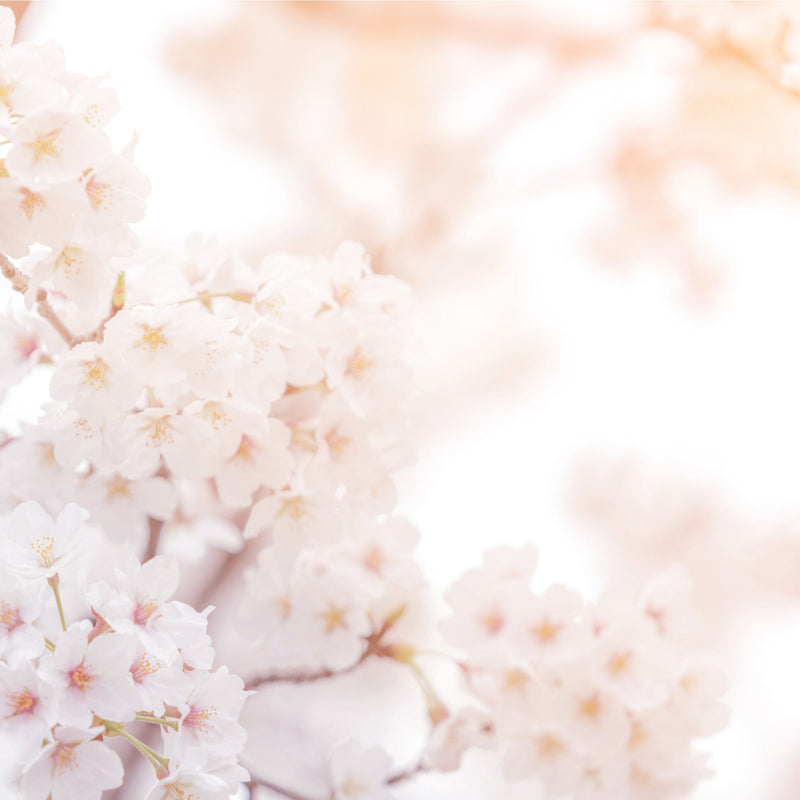 Ornamental Flowering Cherry Blossom Dwarf Tree - Nipponica ‘Brilliant' (2 Sizes Available) -