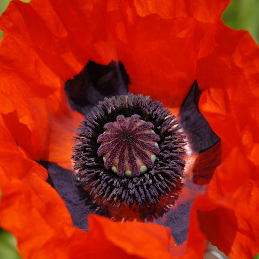 Poppy 'Brilliant' 2L -