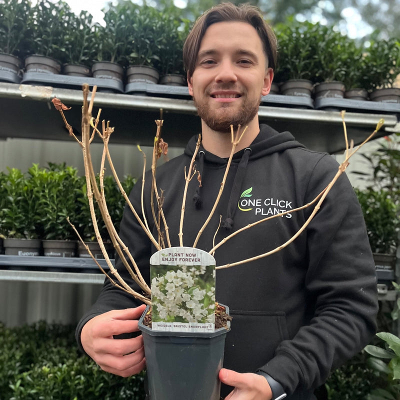 Weigela 'Bristol Snowflake' 1L / 2L -