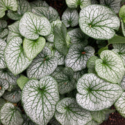 Brunnera Alexanders Great 9cm -