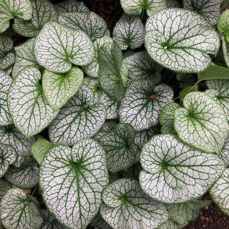 Brunnera Alexanders Great 9cm -
