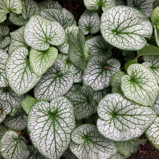 Brunnera Alexanders Great 9cm -