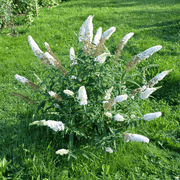 Buddleja Butterfly Candy 'Little White' 9cm/1L/3L -