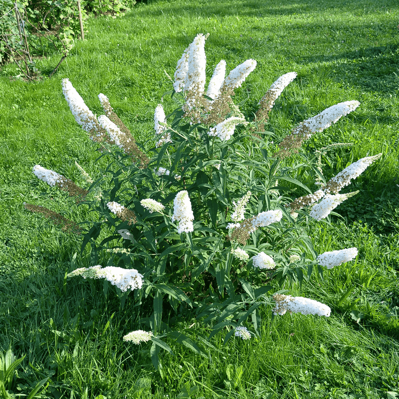 Buddleja Butterfly Candy 'Little White' 9cm/1L/3L -