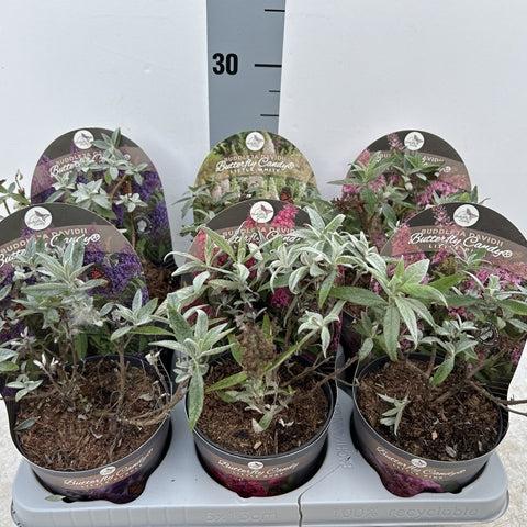 Buddleja Butterfly Candy SURPRISE COLOUR - Dwarf Buddleja 1L -