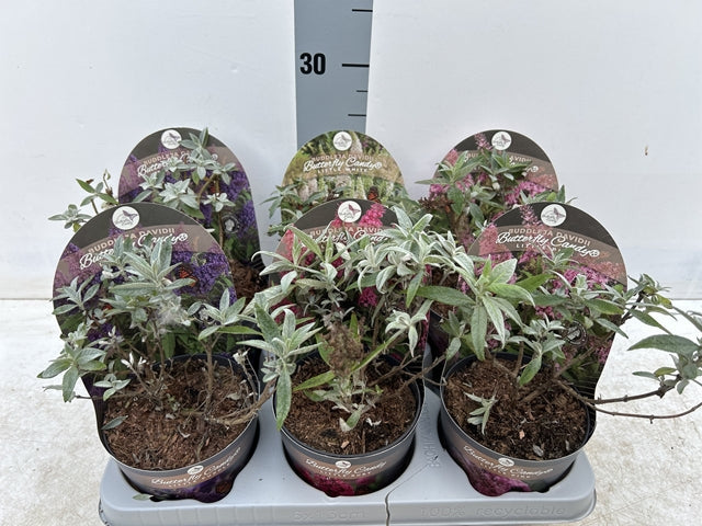 Buddleja Butterfly Candy 'Little White' 9cm/1L/3L -
