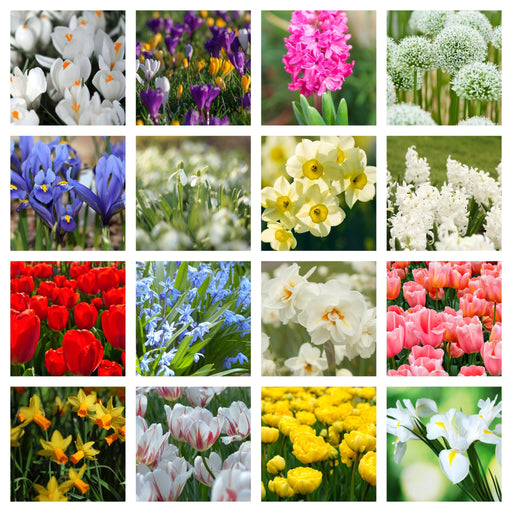 10 x Packets of Spring Flowering Bulbs -