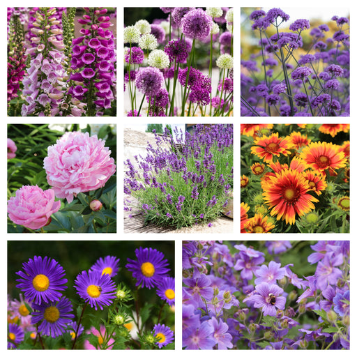 Our Hand Picked Selection of Butterfly and Bee Attracting Plants -