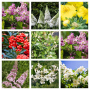 5 Shrubs Attractive to Butterflies, Bees & Other Pollinators -