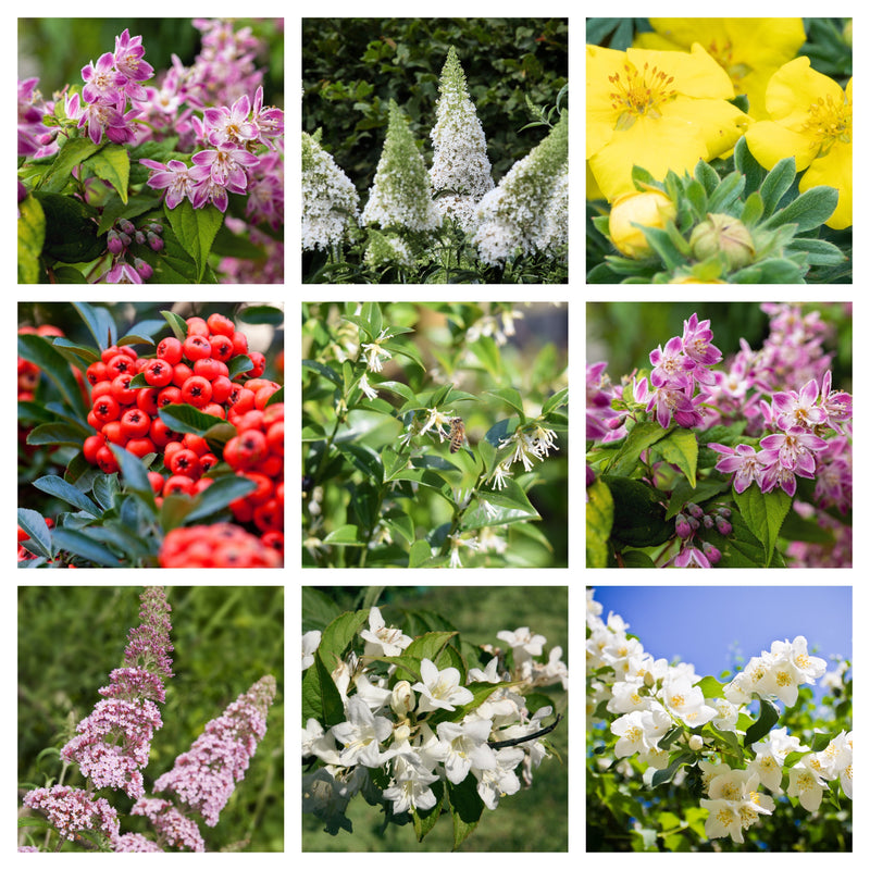 5 Shrubs Attractive to Butterflies, Bees & Other Pollinators -