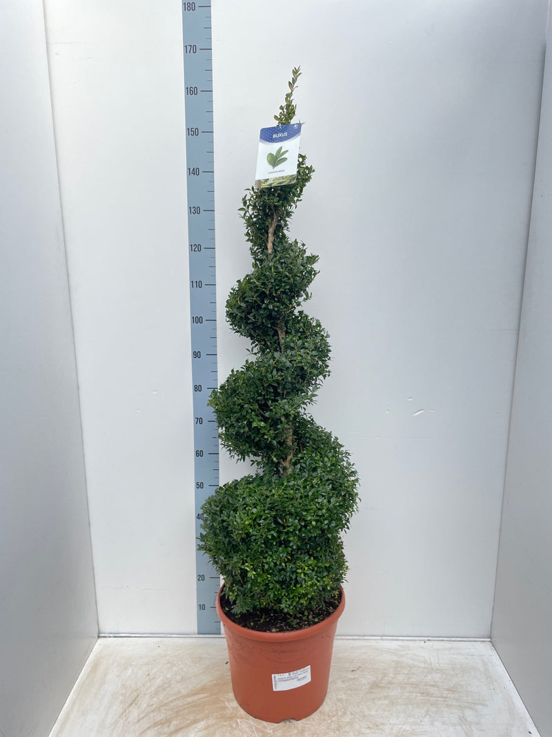 Buxus Spiral | Buxus sempervirens Topiary | Box Spiral -