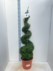 Buxus Spiral 1.4-1.5m | Buxus sempervirens Topiary | Box Spiral -