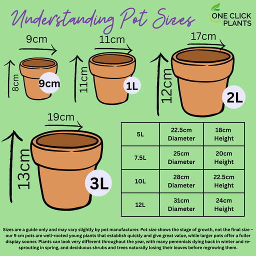 Lavender stoechas 5L (23cm growers pot) -