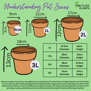 Mix of 3 x Hardy Geraniums 9cm -