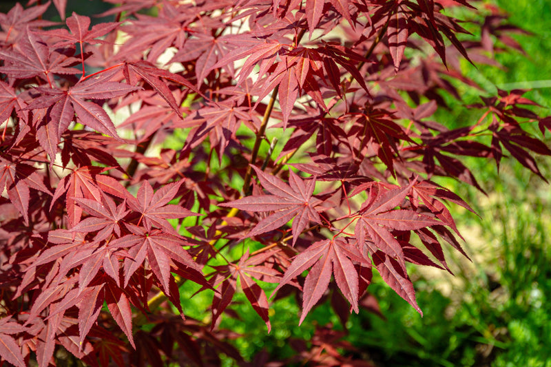 Acer palmatum Atropurpureum 2L -