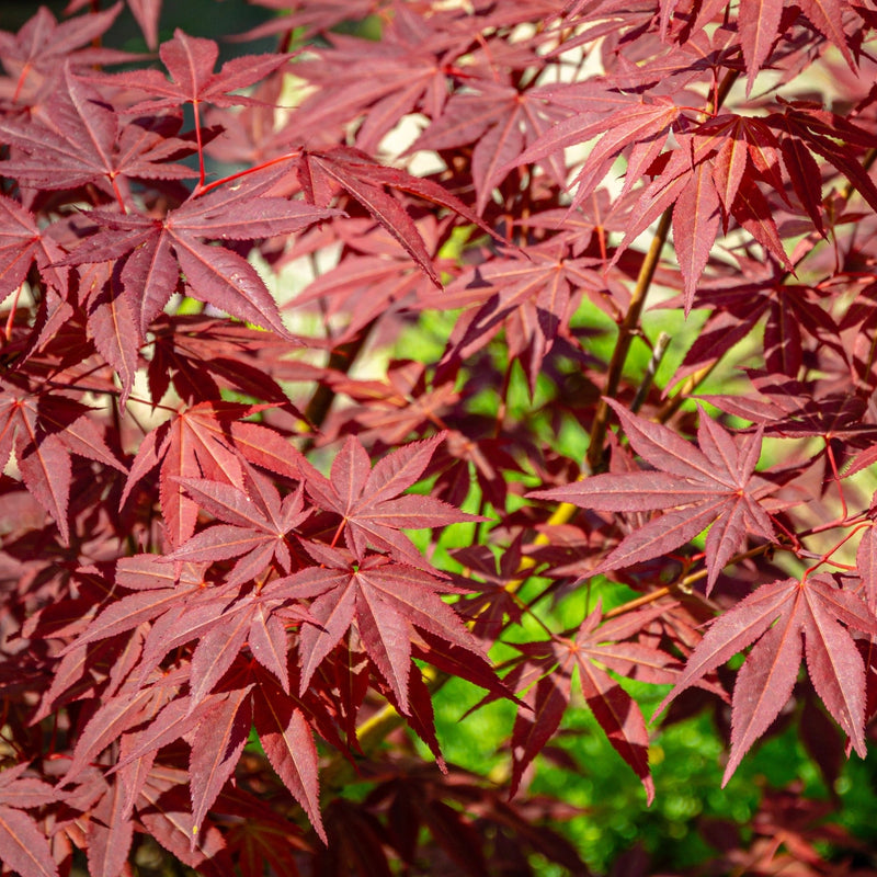 Acer palmatum 'Atropurpureum' -