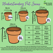 Bergenia Vintage Rose 2L -